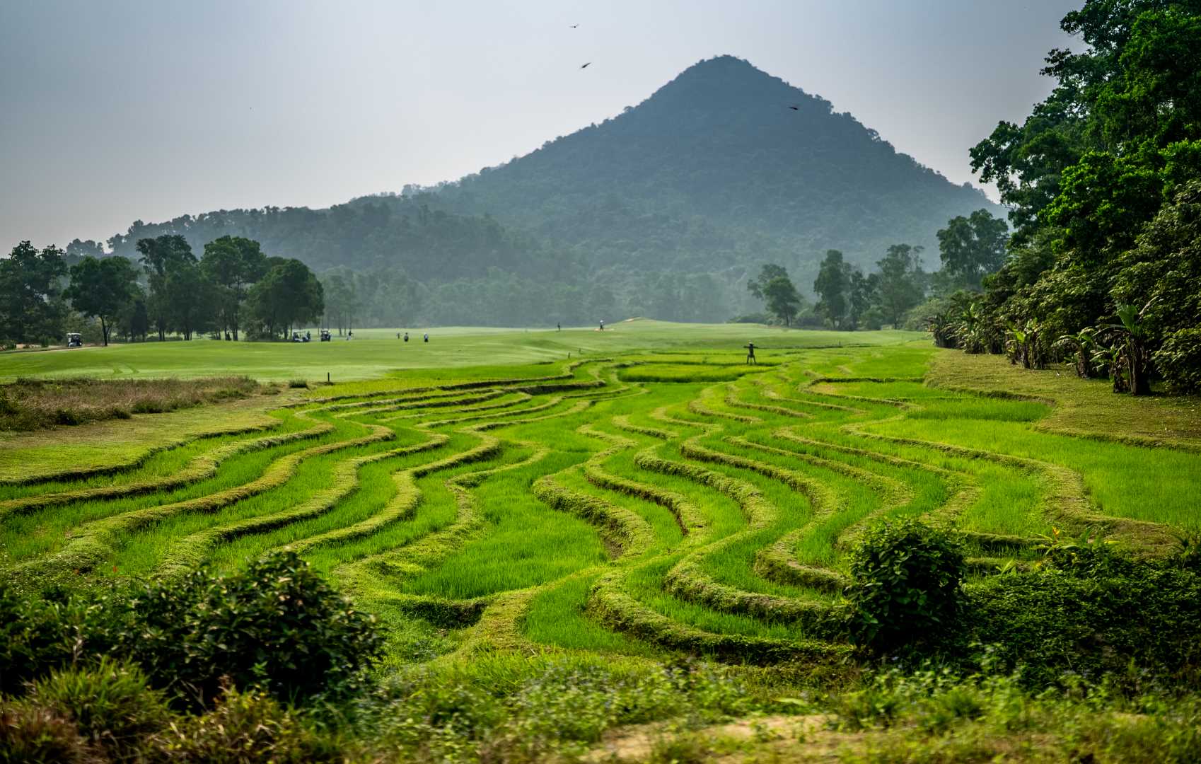 Rice paddy field at Laguna Golf Lang Co